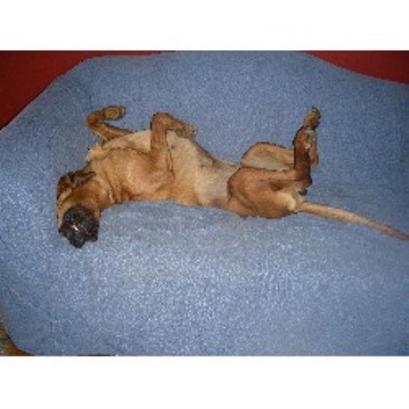 Bloodhound breeder in Danville Indiana