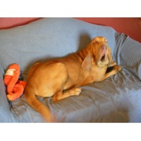 Bloodhound in Indiana picture 2