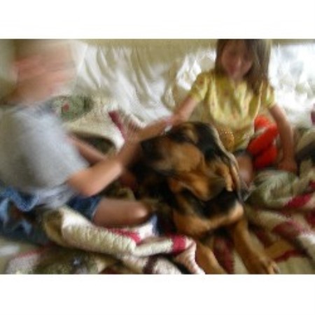 Bloodhound Breeder in Danville, Indiana