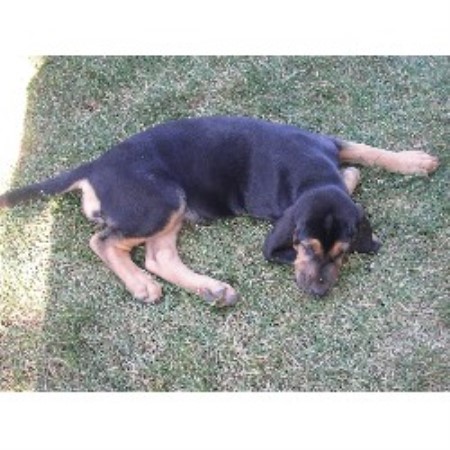 Bloodhound breeder in Indiana picture 2