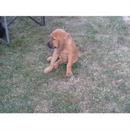 Bloodhound in Indiana