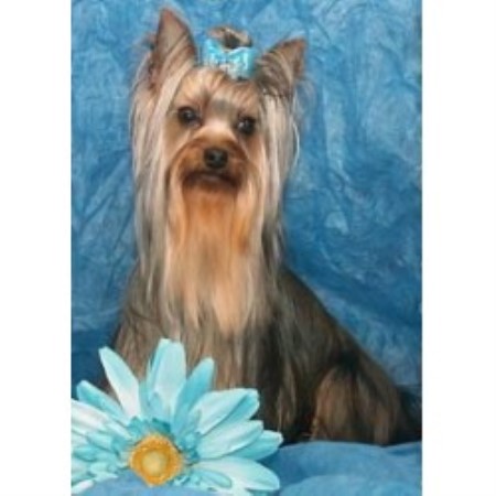 yorkie breeders in canada terrier yorkie breeders in oklahoma freedoglistings breeds picture yorkie breeders in canada terrier yorkie breeders in oklahoma freedoglistings breeds picture