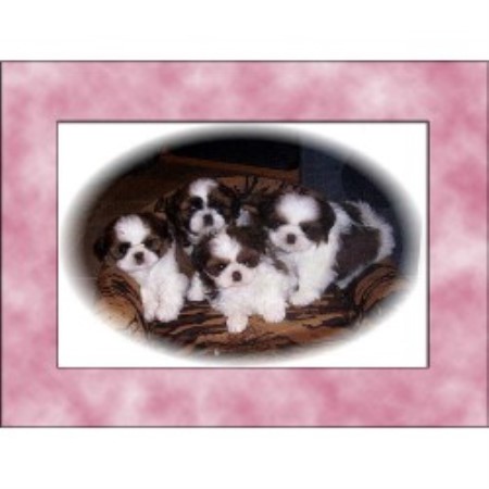 shih tzu breeders in arkansas shih tzu breeders in alberta freedoglistings shih tzu breeders in arkansas shih tzu breeders in alberta freedoglistings