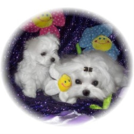 Maltese Breeder in Calgary, Alberta