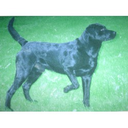 Ruger