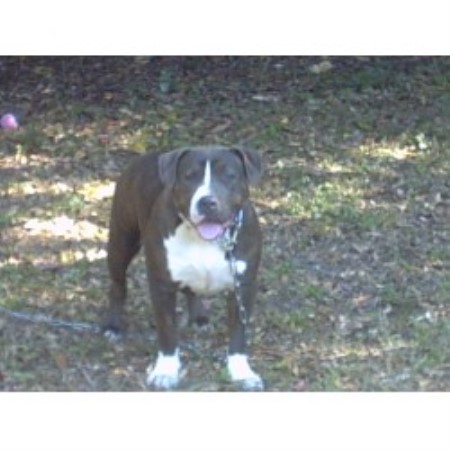 APBT breeder in Florida picture 2
