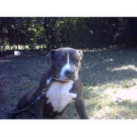 American Pit Bull Terrier Breeder in Milton, Florida