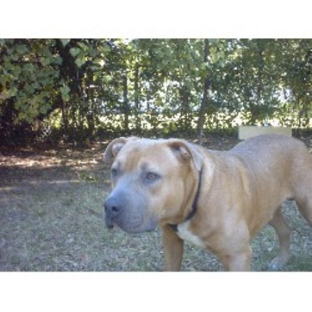 American Pit Bull Terrier breeder in Milton Florida