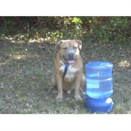 APBT in Florida