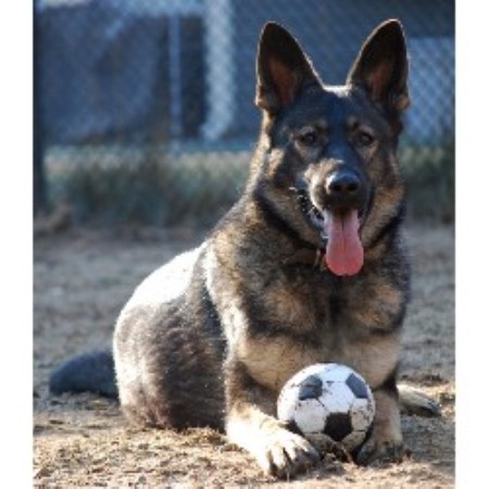 German Shepherd Dog Breeder in Rowley, Massachusetts