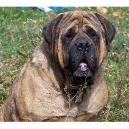 mastiff puppies ohio breeders in alberta page 2 breeds picture mastiff puppies ohio breeders in alberta page 2 breeds picture