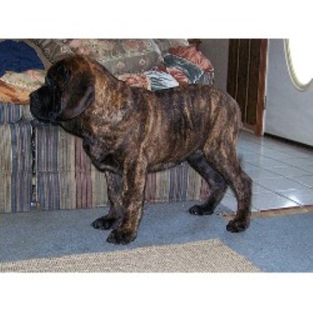 Mastiff in Ohio picture 2