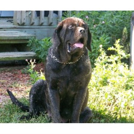 all breed puppy rescue ohio mastiff rescue ohio breeds picture all breed puppy rescue ohio mastiff rescue ohio breeds picture