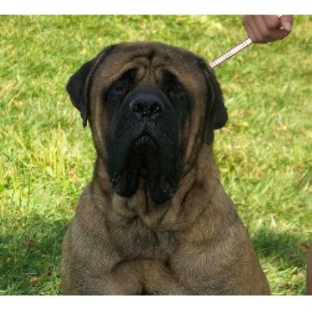 Mastiff breeder in Ohio picture 2
