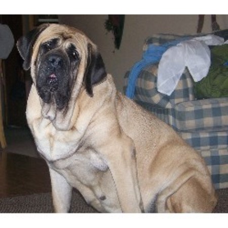 Mastiff breeder in Berlin Heights Ohio