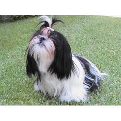 Shih Tzu in California