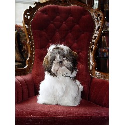 Shih Tzu in California picture 2