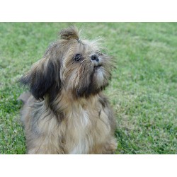 Shih Tzu breeder in Stockton California
