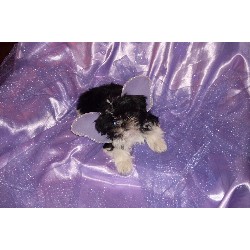 Shih Tzu breeder in California picture 2
