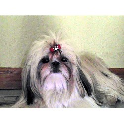 imperial shih tzu puppies for sale in va imperial shih tzu puppies for sale in virginia imperial shih tzu puppies for sale in va imperial shih tzu puppies for sale in virginia