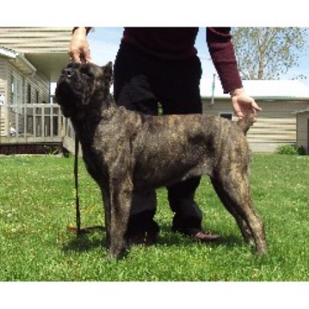 Cane Corso breeder in Ohio picture 2