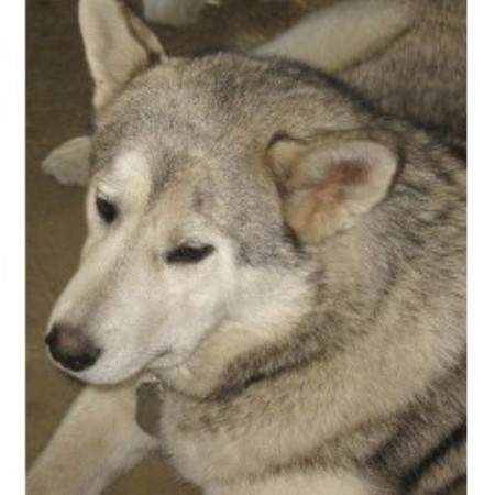 Alaskan Malamute in Washington