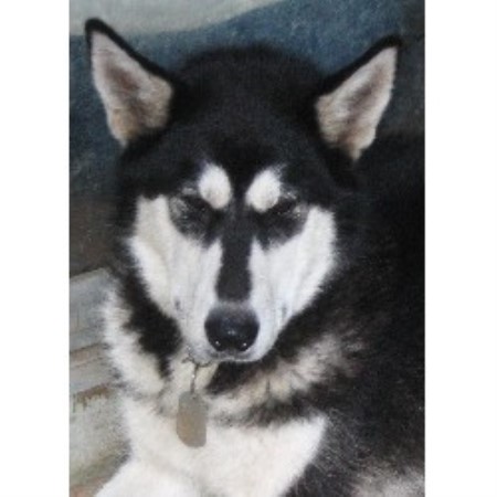Alaskan Malamute breeder in Washington picture 2