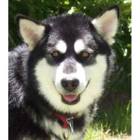 Alaskan Malamute in Washington picture 2