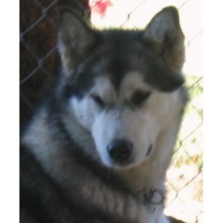 Alaskan Malamute breeder in Port Orchard Washington