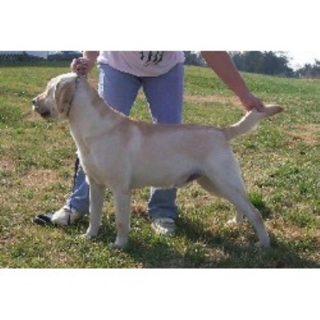 Lab in Virginia picture 2