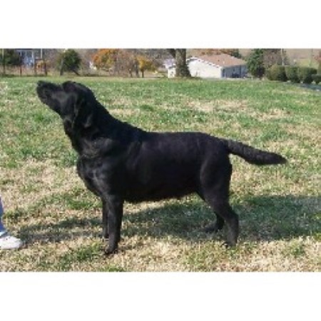 Lab breeder in Virginia picture 2