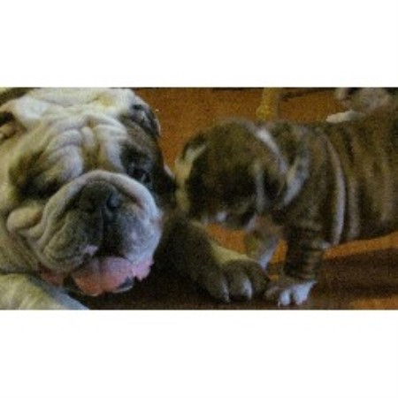 English Bulldog Stud in Georgia