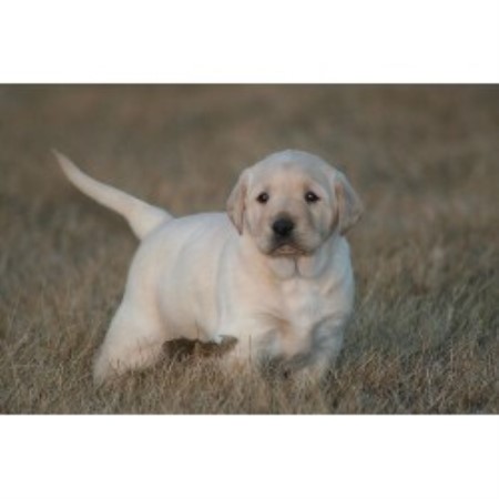 Lab in Pennsylvania picture 2