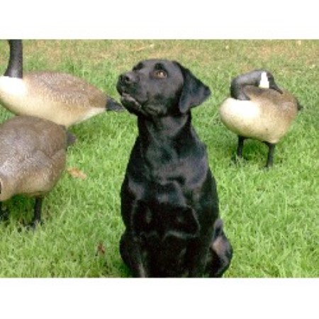 Labrador Retriever breeder in Cochranville Pennsylvania