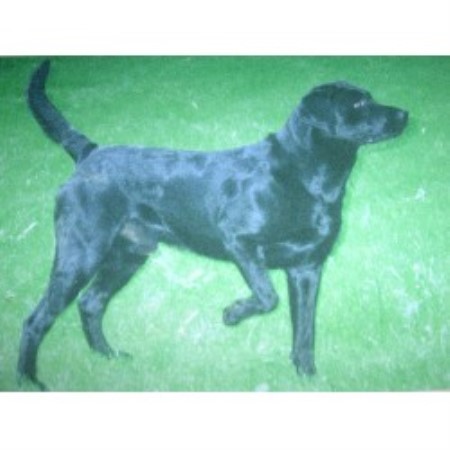 Labrador Retriever Breeder in Cochranville, Pennsylvania