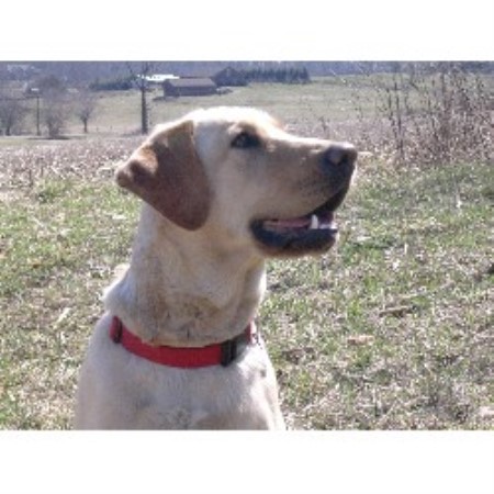Lab breeder in Pennsylvania picture 2