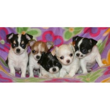 Chihuahua breeder in Alberta picture 2