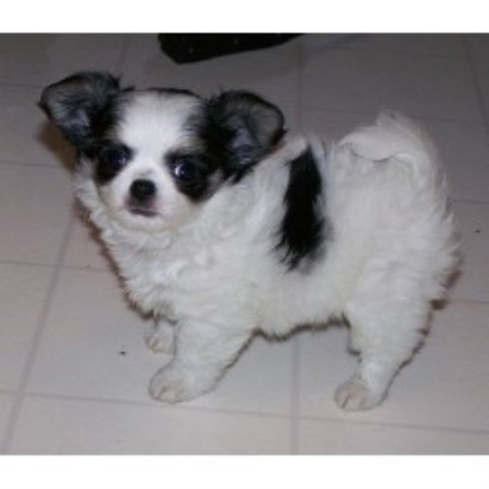 Chihuahua in Alberta