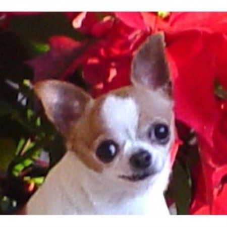 Chihuahua in Alberta picture 2