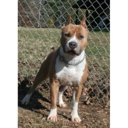 American Staffordshire Terrier breeder in Colfax Louisiana
