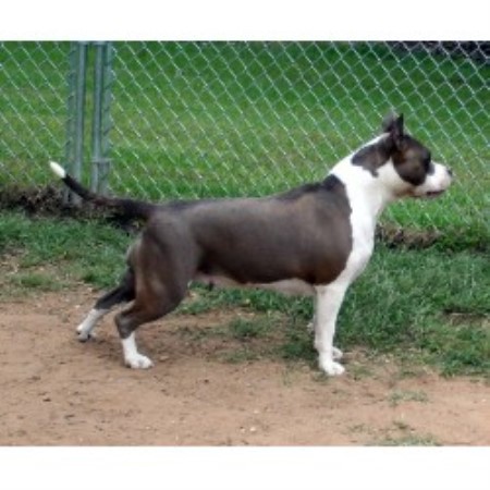 American Staffordshire Terrier in Louisiana