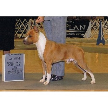 American Staffordshire Terrier Breeder in Colfax, Louisiana