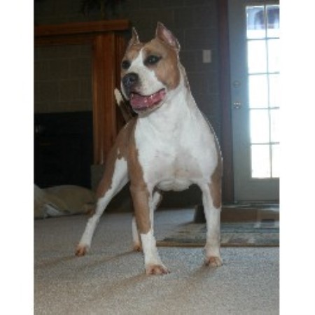 American Staffordshire Terrier in Louisiana picture 2