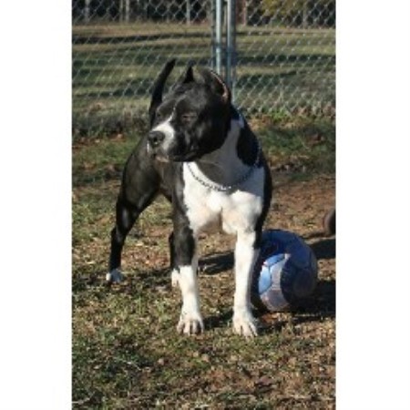 American Staffordshire Terrier breeder in Louisiana picture 2