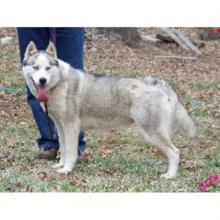 Siberian Husky breeder in Hiawassee Georgia