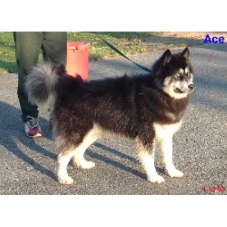 Siberian Husky Breeder in Hiawassee, Georgia