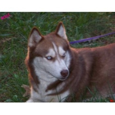 Siberian Husky in Georgia