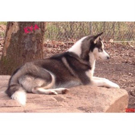 Siberian Husky breeder in Georgia picture 2