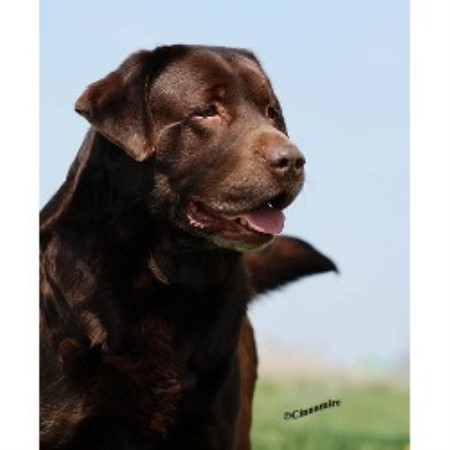 lab puppies florida labrador retriever breeders in manitoba breeds picture lab puppies florida labrador retriever breeders in manitoba breeds picture