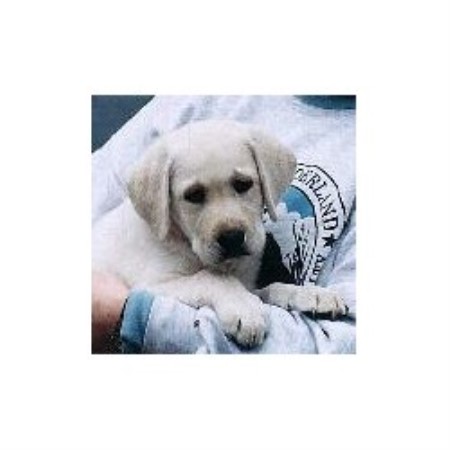 Labrador Retriever breeder in West Central Florida